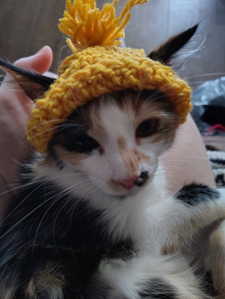 Crochet Cat Boggins