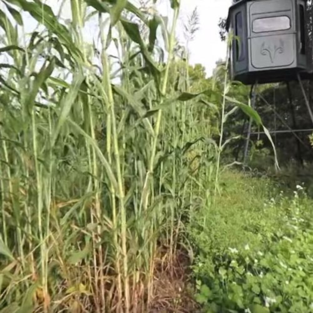 Eagle Seed Forage Fence® Screening Blend | Deer Food Plot Seed