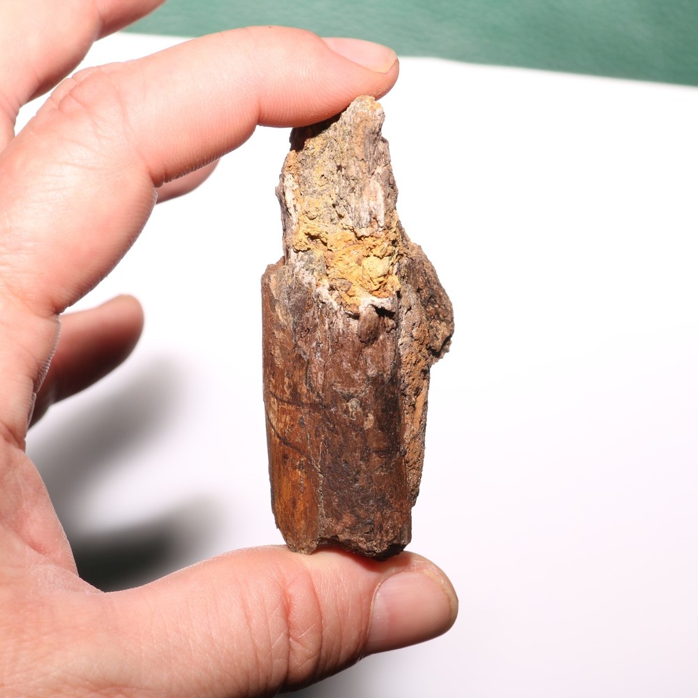 Small Dinosaur Rib Section from Hell Creek Formation Cretaceous - Nice Quality
