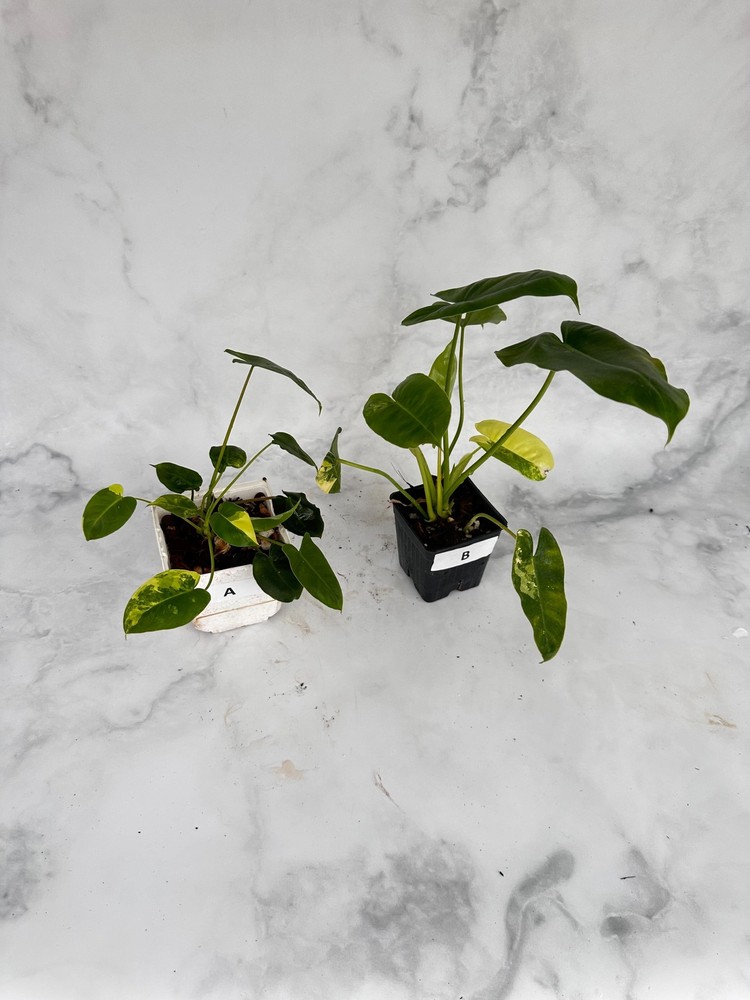 Philodendron Burle Marx Variegated