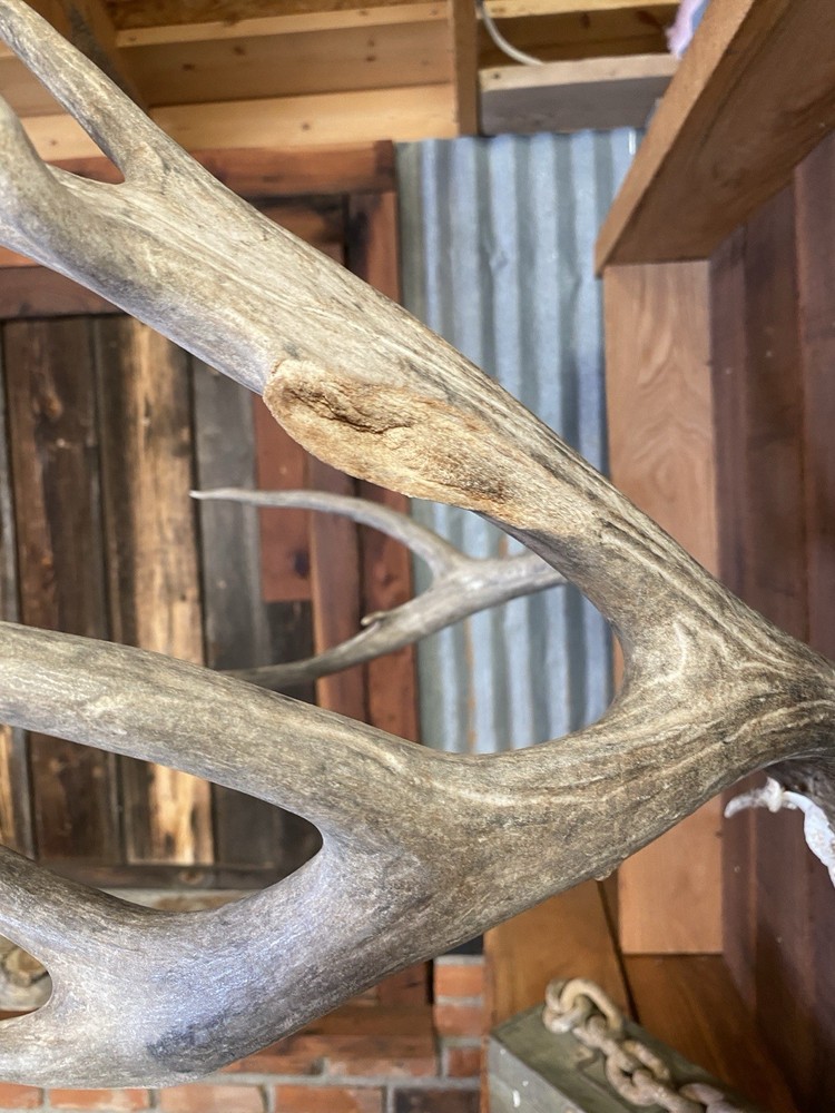 Mule Deer Rack ~ Antlers