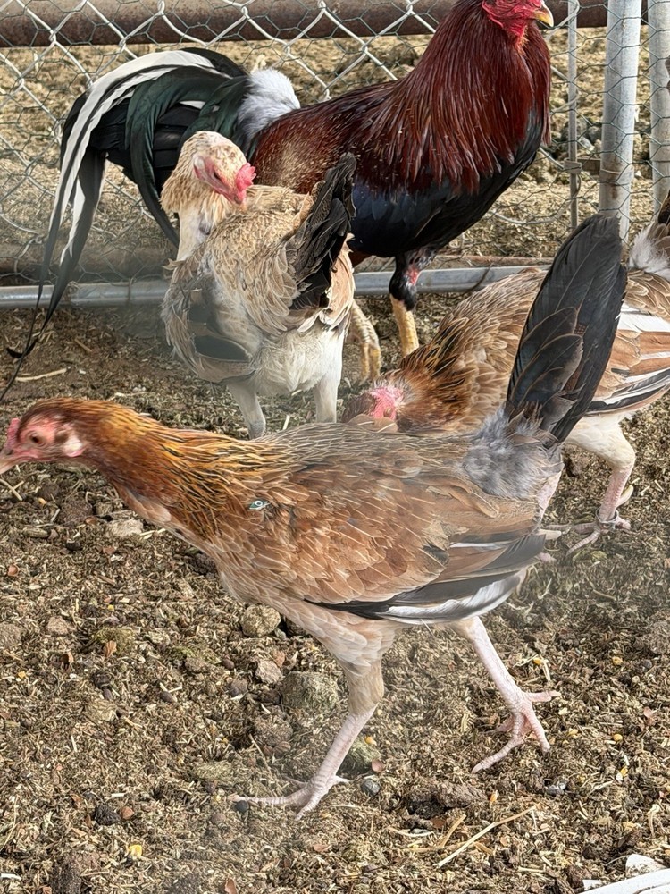 6 hatching eggs pure