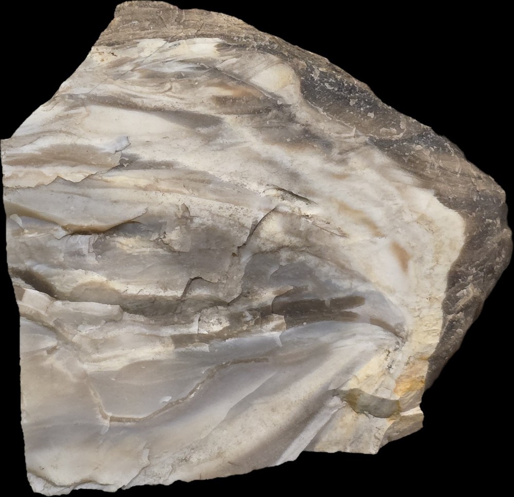Near Fully Permineralized Petrified Wood