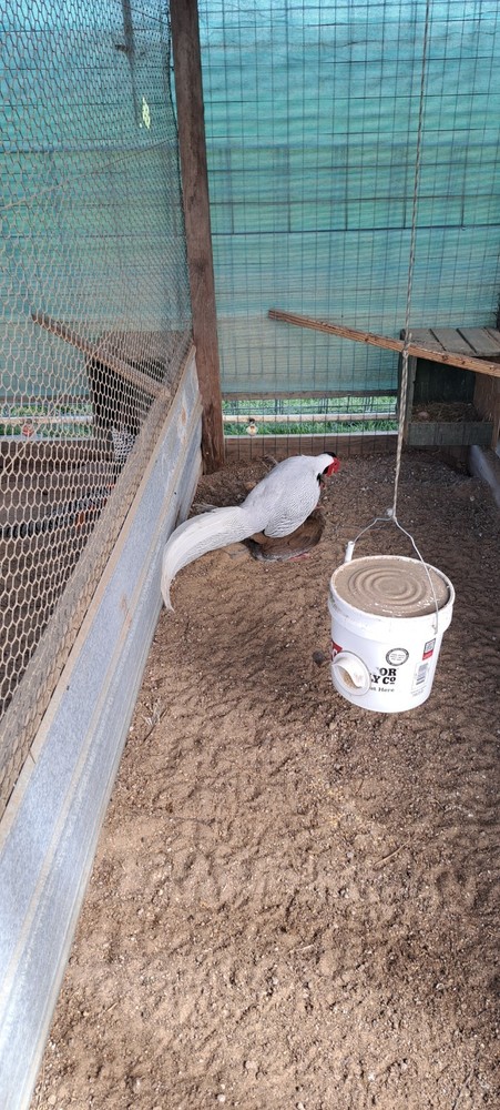 6 Silver Pheasant Hatching Eggs