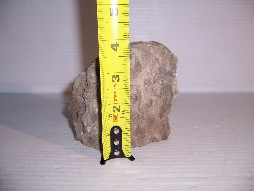 Lepidodendron Mississippian Period Fossilized Tree Root