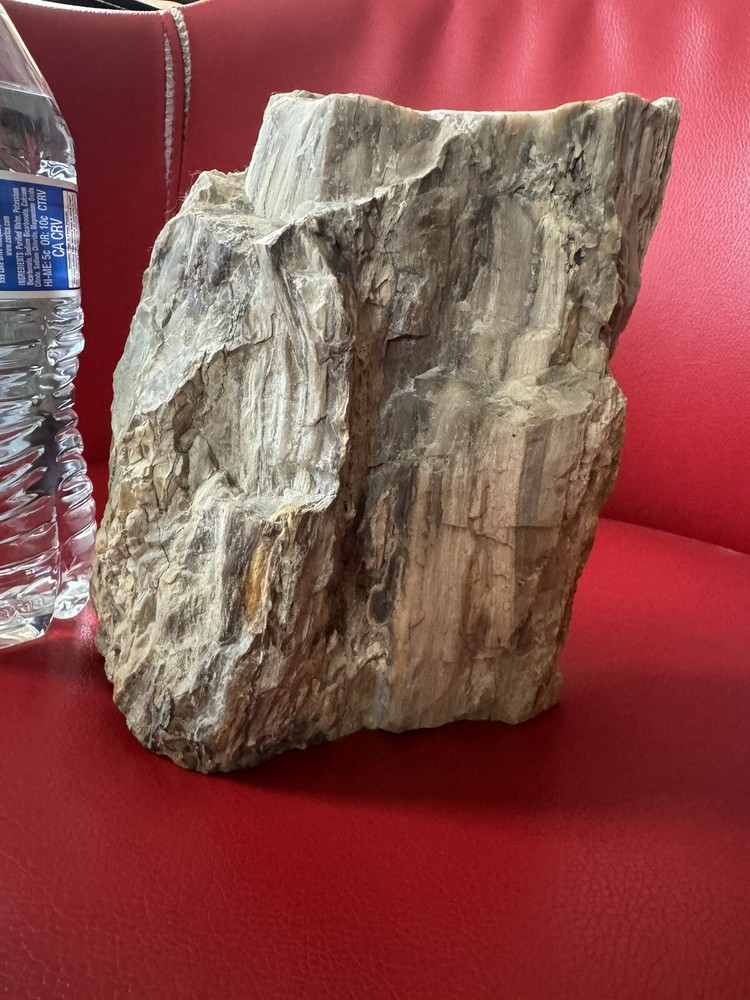Petrified Wood Log. Marble surface