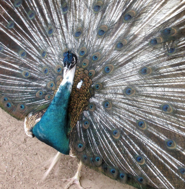 *5* Peacock Peafowl Hatching Eggs Variety Pack! *Ready Now* *NPIP*
