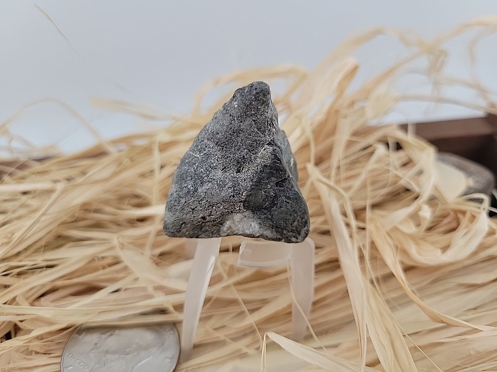 Permineralized Claw Fossil Super Rare
