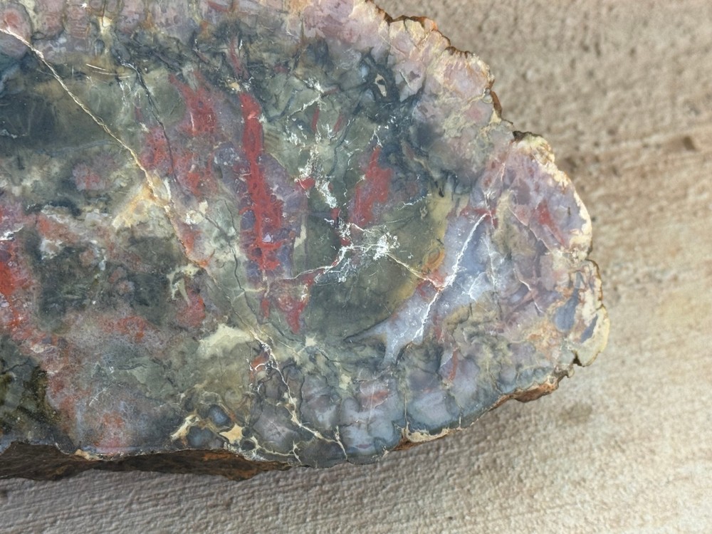 DINOSAUR CORPROLITE (FOSSILIZED DINOSAUR DUNG)