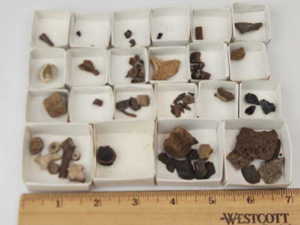 Lance Formation Micro Fossil Pack - Perfect for Teaching / Education - 70 Pieces