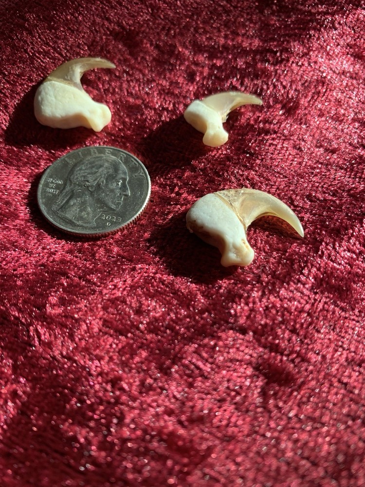 Bobcat claws (1)