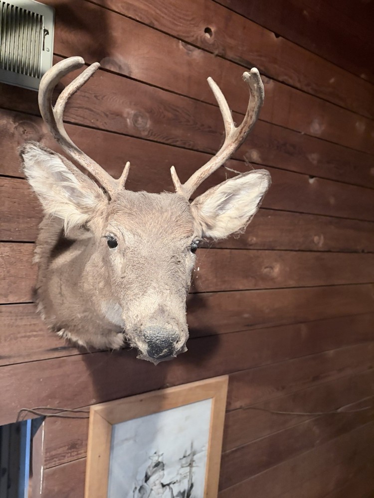 Deer Mount-6