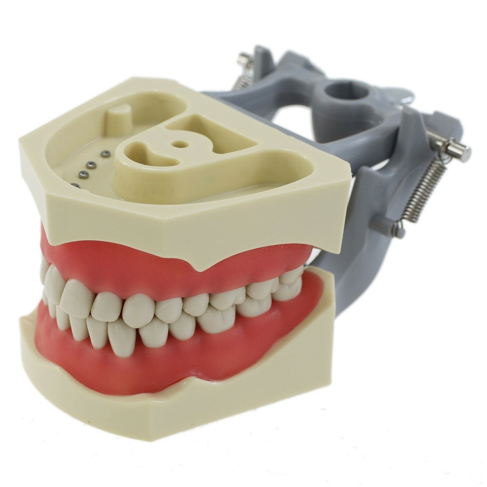 Columbia 860 Type Dental Typodont Teaching Exam Model Removable 32PCS Teeth