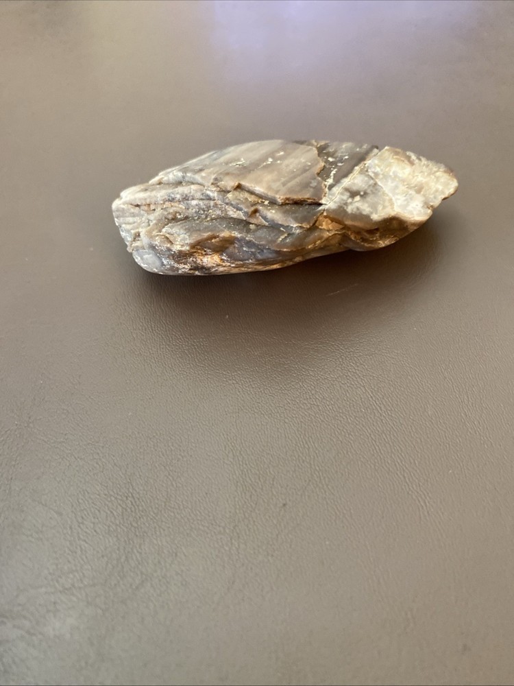 Petrified Wood