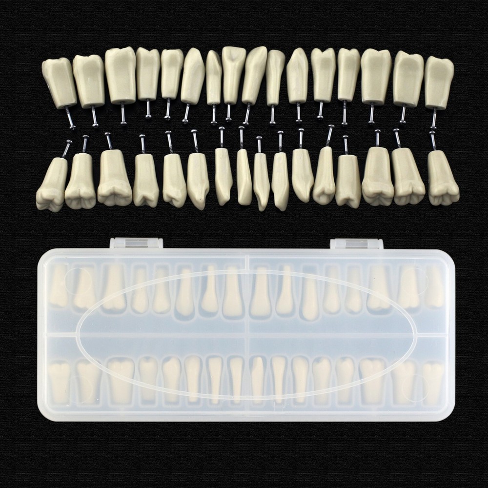 Dental Typodont Model Columbia 860 Mounting Pole Removable 32pcs Teeth Dentoform