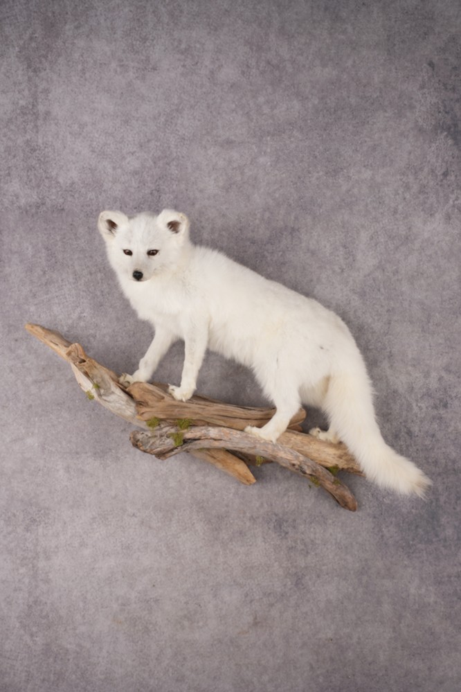 White Fox SKU 3159