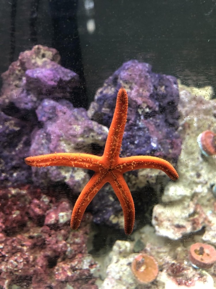 POND MASTER TEST KIT Pond Water Test Kit 500-Test