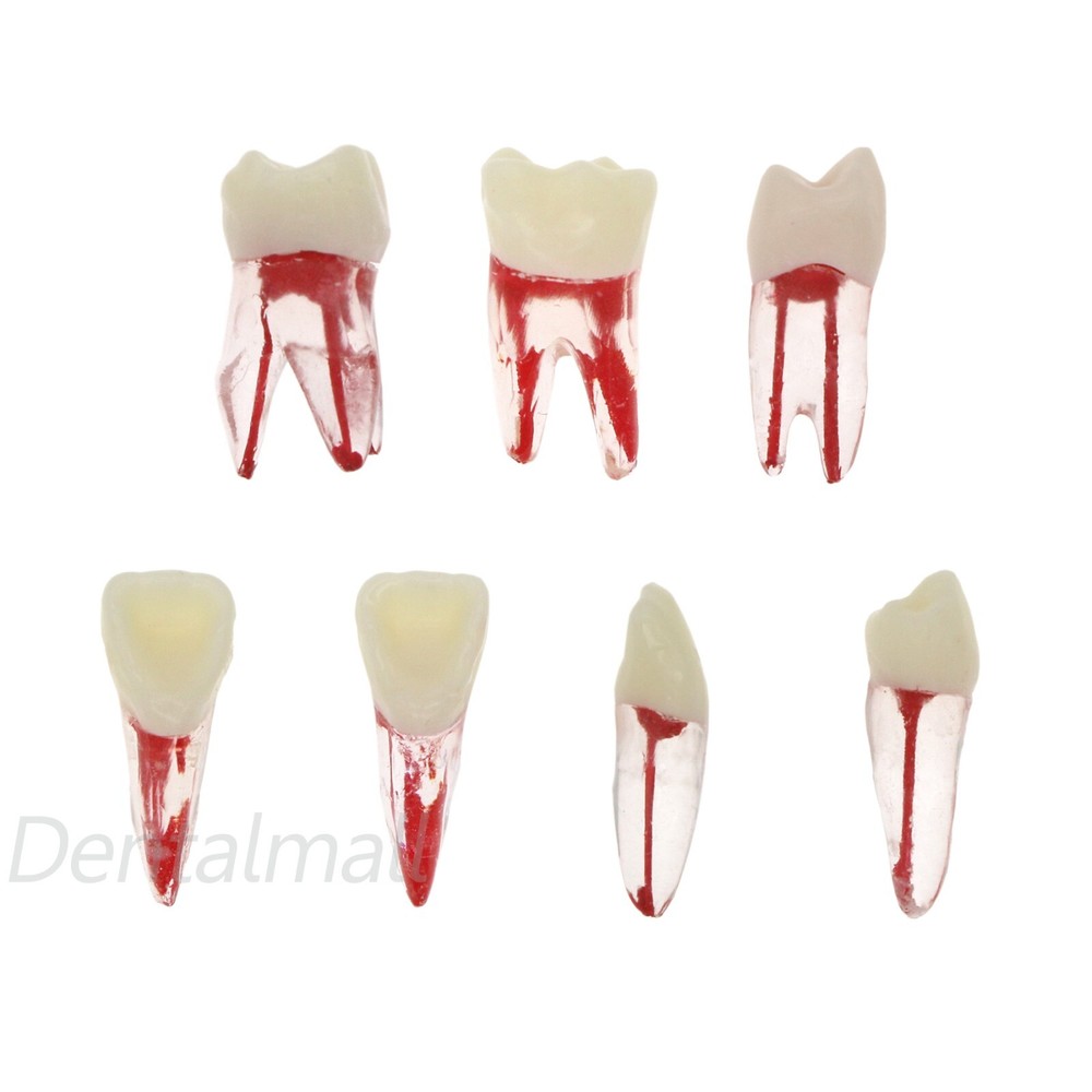 Dental Root Canal Practice Model Teeth Pulp Study RCT Endo File 1# 3# 4# 5# 6#