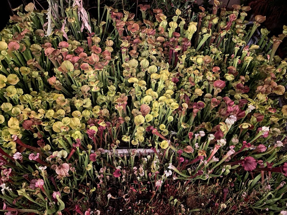 Sarracenia Bare Root Rhizomes