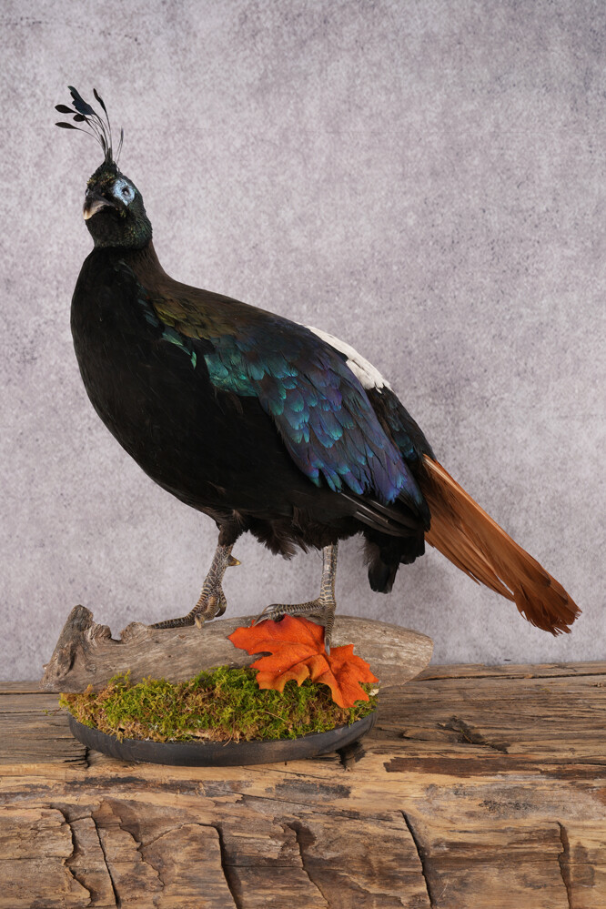 Himalayan Impeyan Pheasant SKU 2951