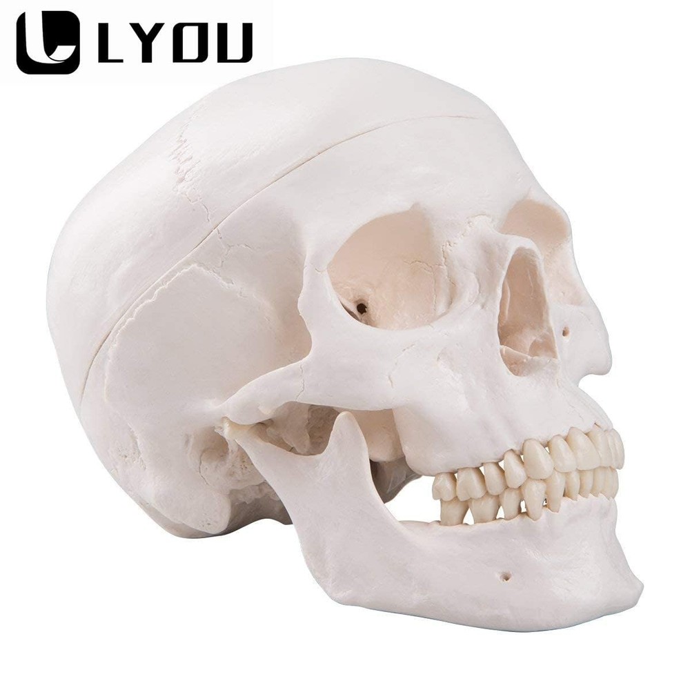 High-Quality Anatomical Human Skull Model with Removable Cap for Students
