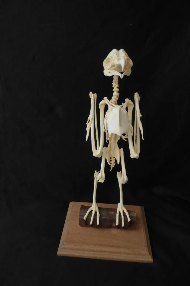BARN OWL SKELETON REPLICA