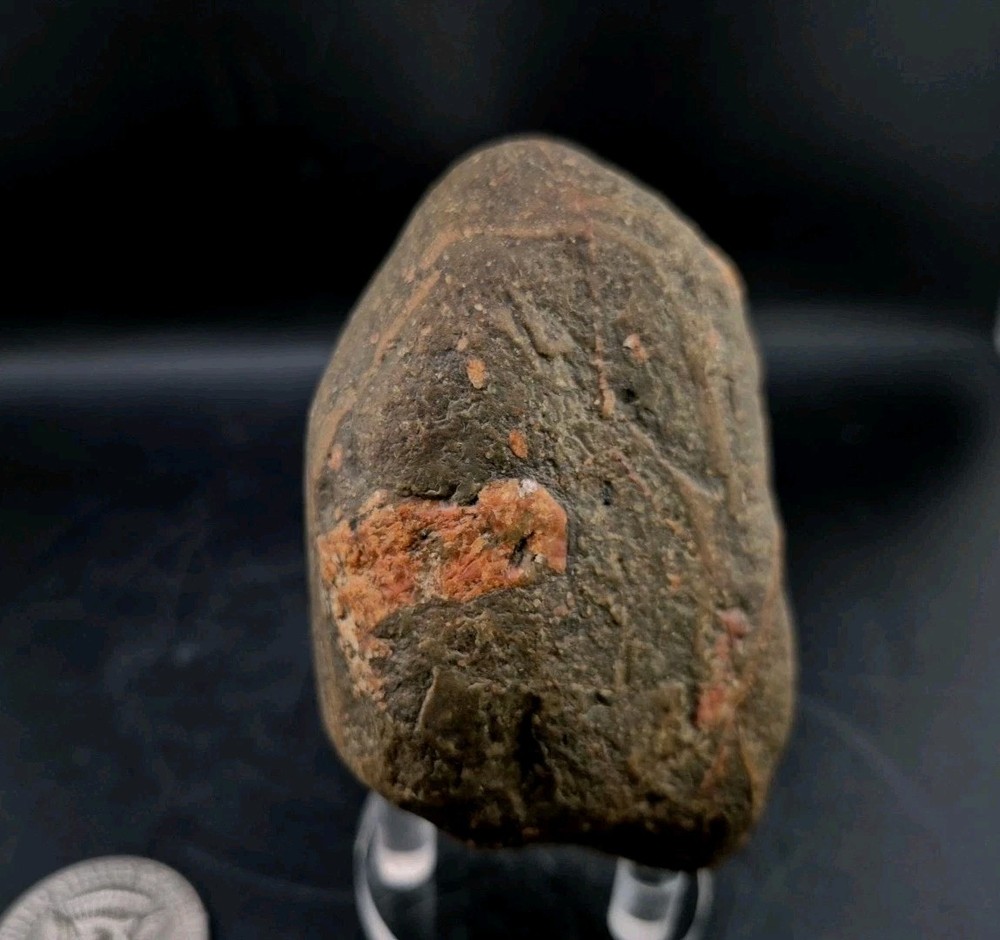 Real Permineralized Dinosaur Half Egg Embro