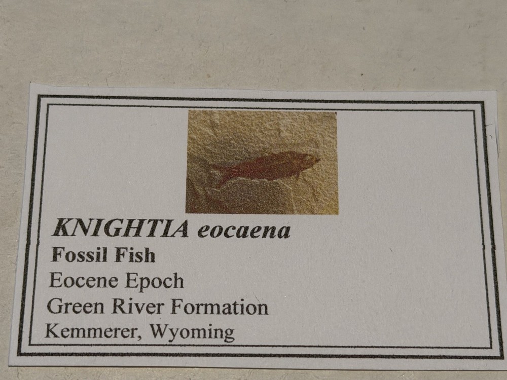 Fossil Fish