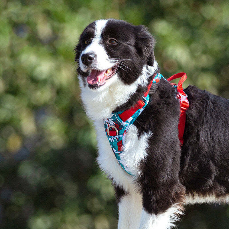 Reflective Hawaiian Print Pet Harness