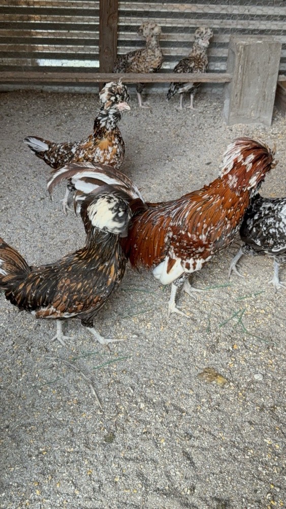 12 +++ Extra Tolbunt Polish Hatching Eggs