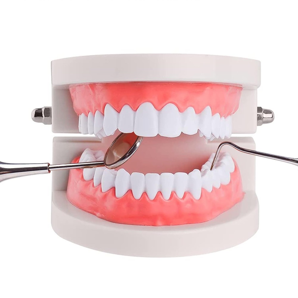 Highly Realistic 28 Teeth Typodont Model for Engaging Dental Hygiene Learning