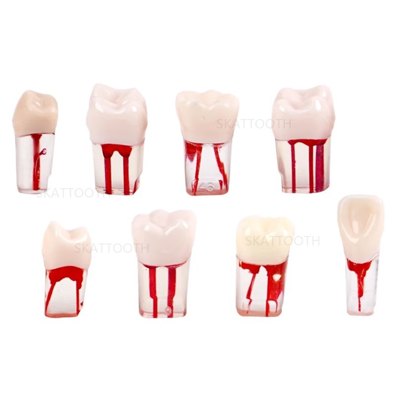 20Pcs Dental Endo Root Canal Teeth Model Practice RCT Pulp Study Typodont Model