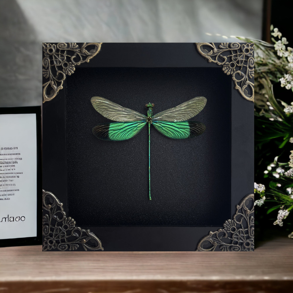 Real Dragonfly Taxidermy Framed Black Shadow Box Oddities Curiosities Decor Gift
