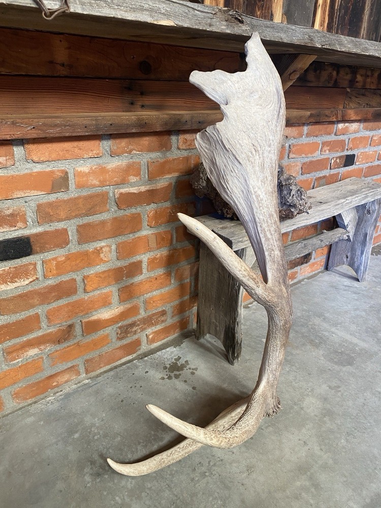 Palmated Elk Shed ~ Antler