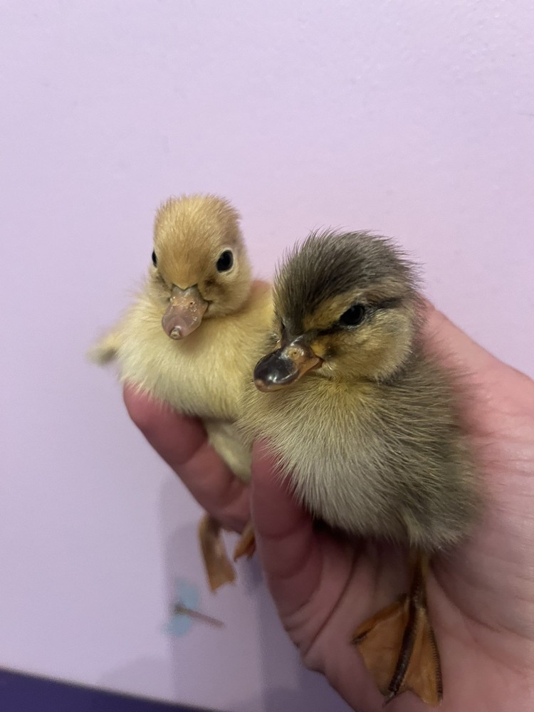 12 Call Duck Hatching Eggs.