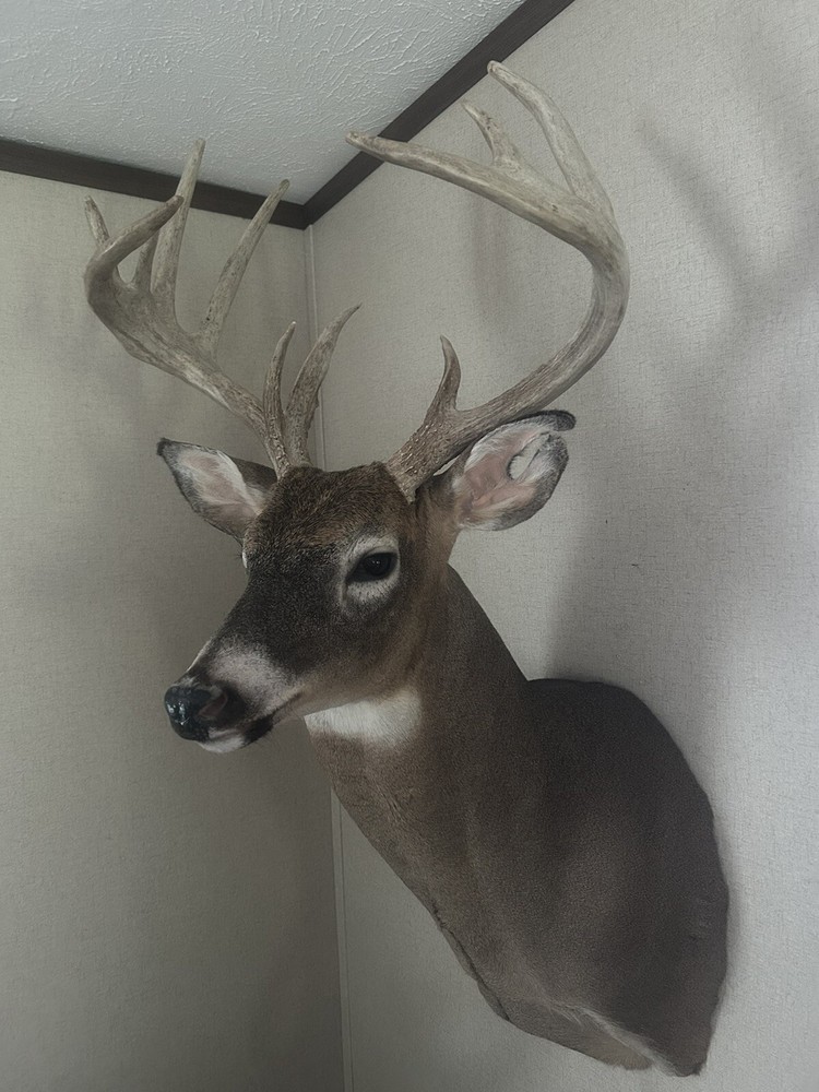 12 Point Whitetail Deer Mount