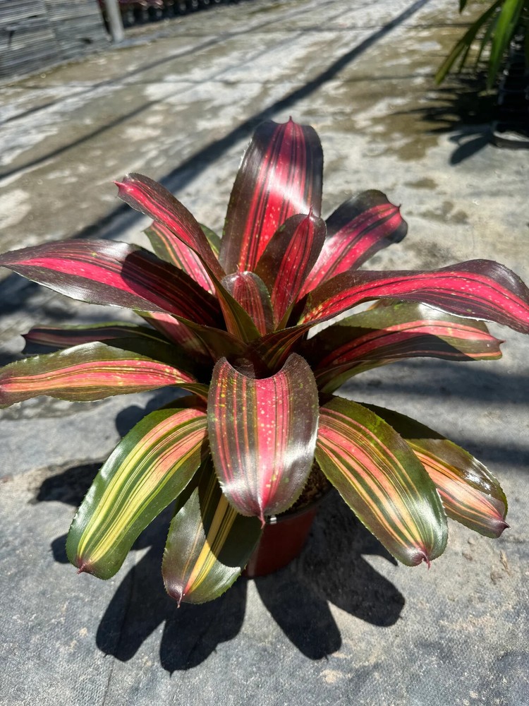 Bromeliad Neoregelia 'Kahala Dawn'