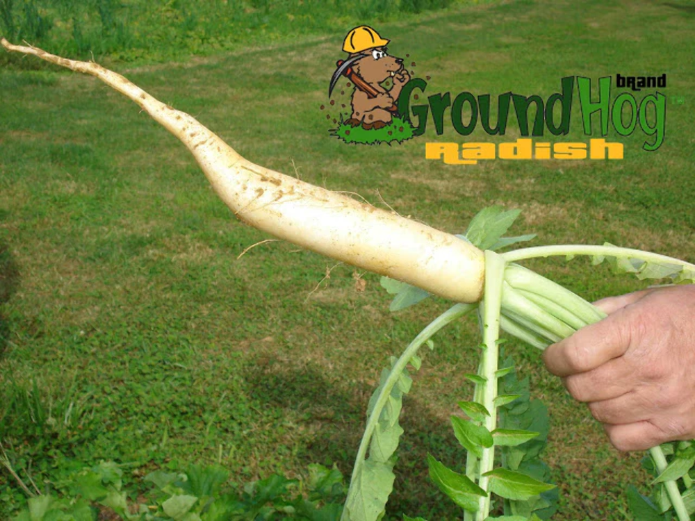 Groundhog Radish, Cover Crop Seeds