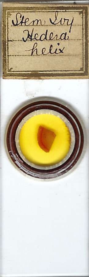 English Ivy Hedera helix Stem Microscope Slide