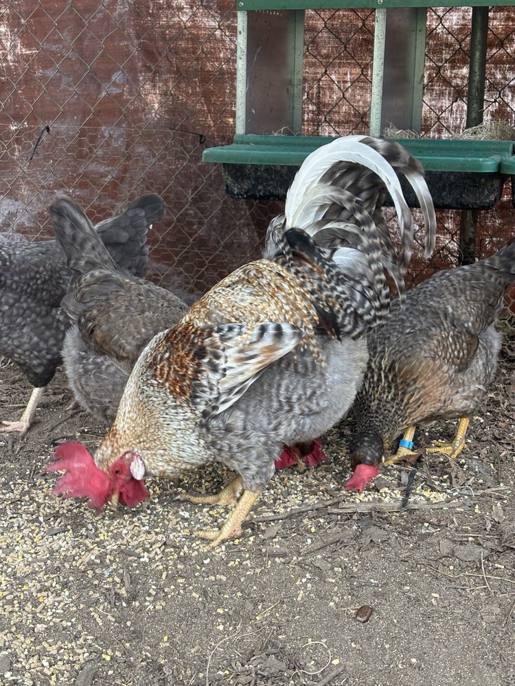 A++++ (10 ) Cream Legbar Fertilized Hatching Eggs!!