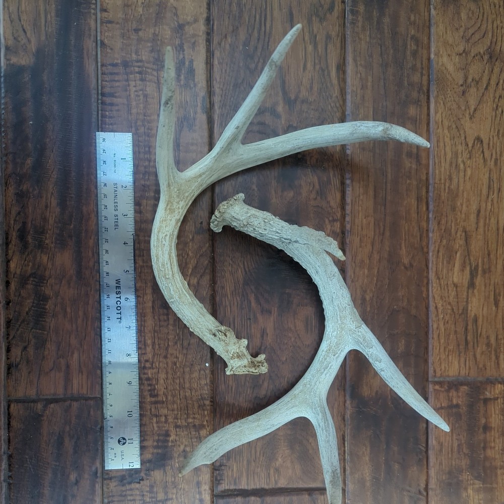 Dear Antlers