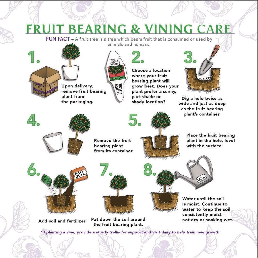 1 Gal. Improved Meyer Lemon Tree - Live Tropical, 1-Pack