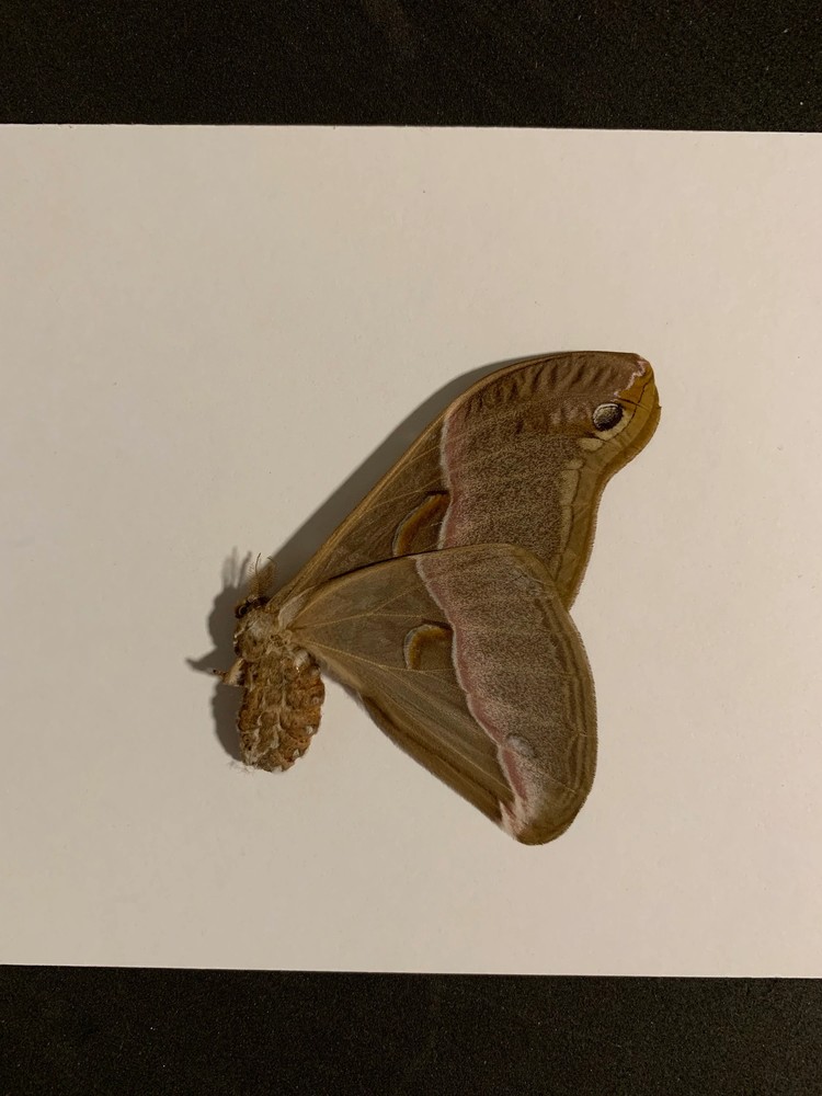 Unmounted Samia insularis (female)