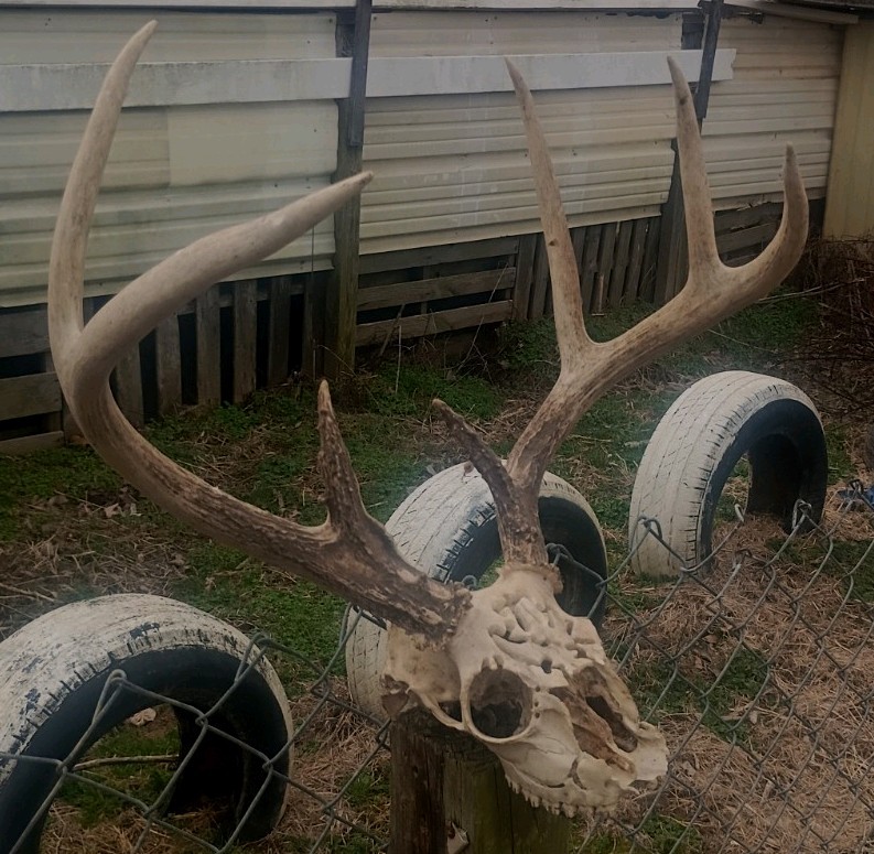Wide 7 Point Whitetail Deer Rack