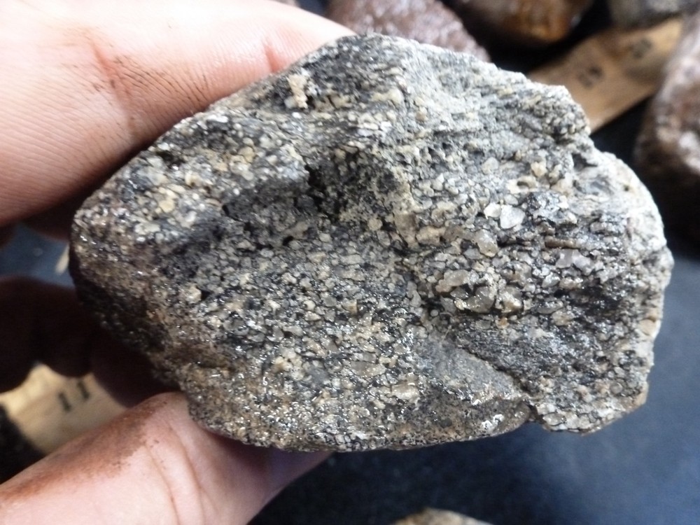 CSS: 6.8 lbs Of Dino Bone Gembone Rough