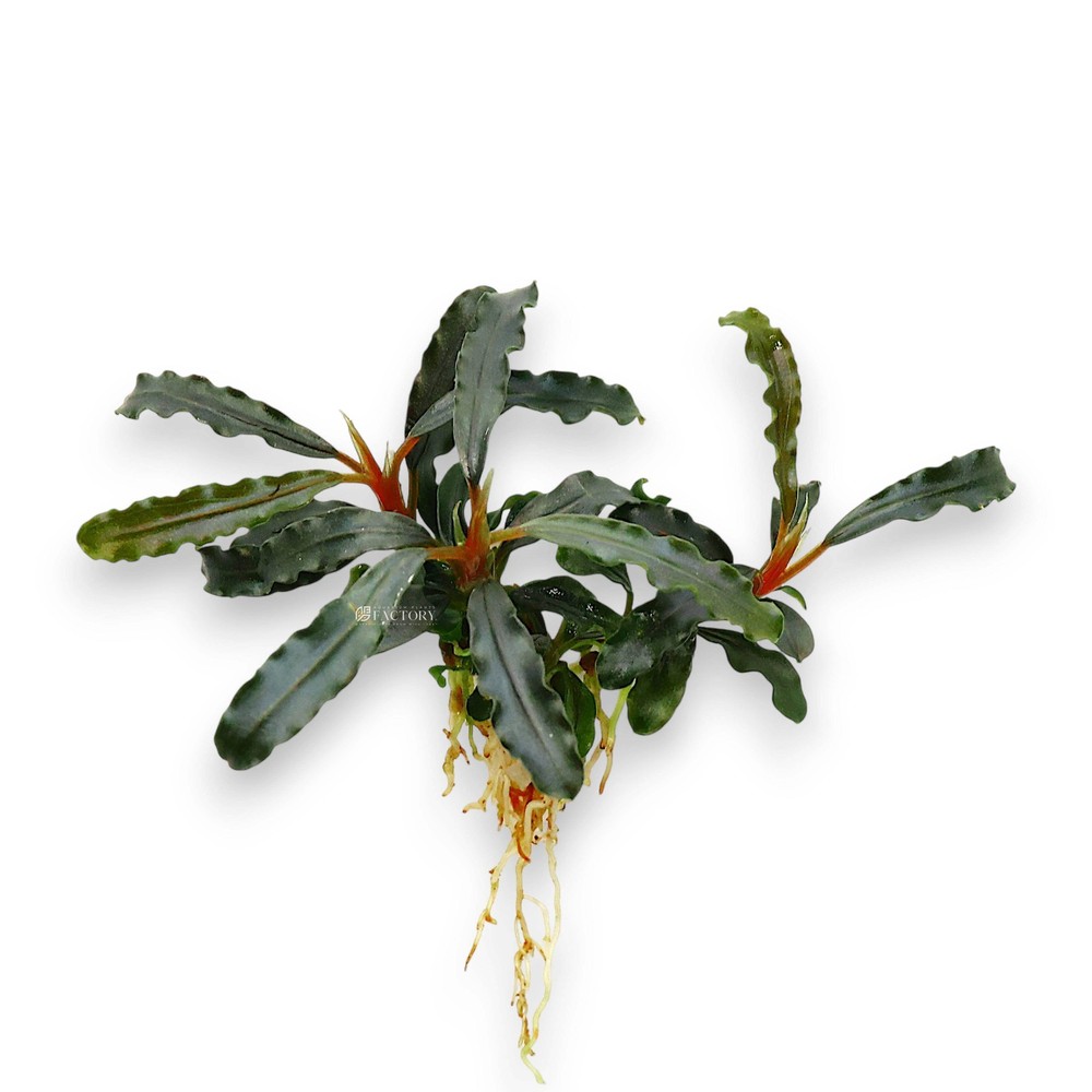 Bucephalandra Velvet Tricolor