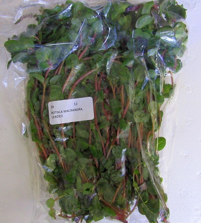 36 plus stems rotala macrandra plants