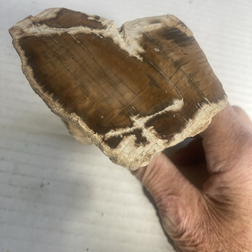 Petrified Wood Slab Polished On The Bottom