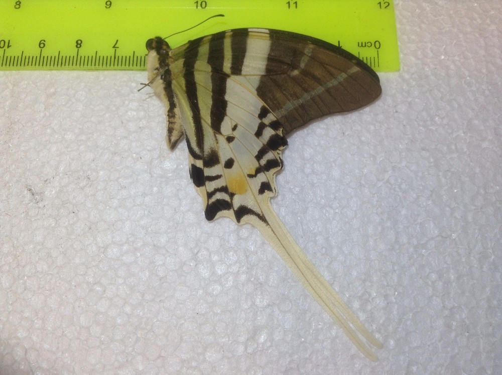 IND 00 A+/ A Graphium androcles Swordtail JUMBO Papilio