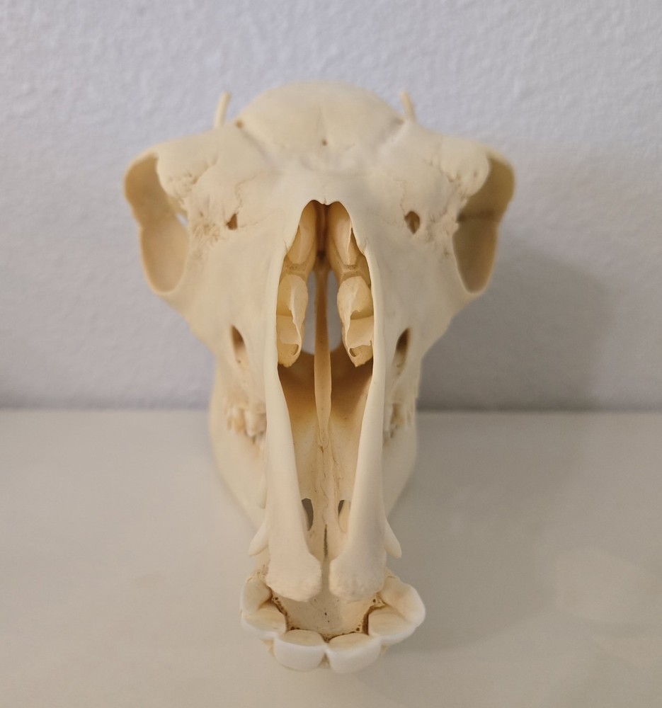 Alpaca Skull